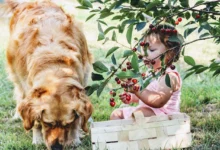 can dogs eat cherries