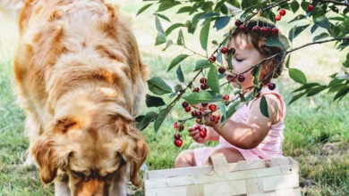 can dogs eat cherries