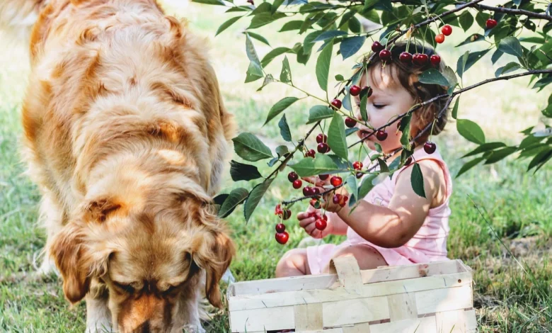 can dogs eat cherries