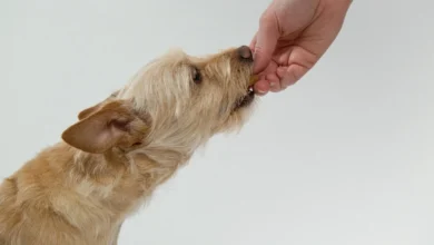 can dogs eat sauerkraut​