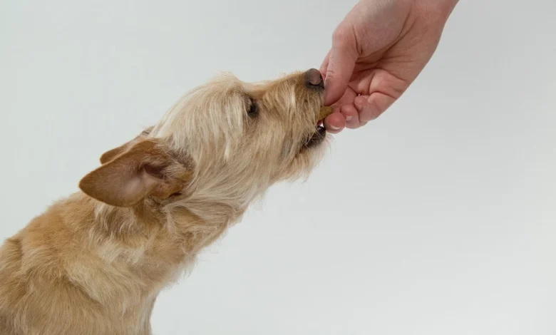 can dogs eat sauerkraut​