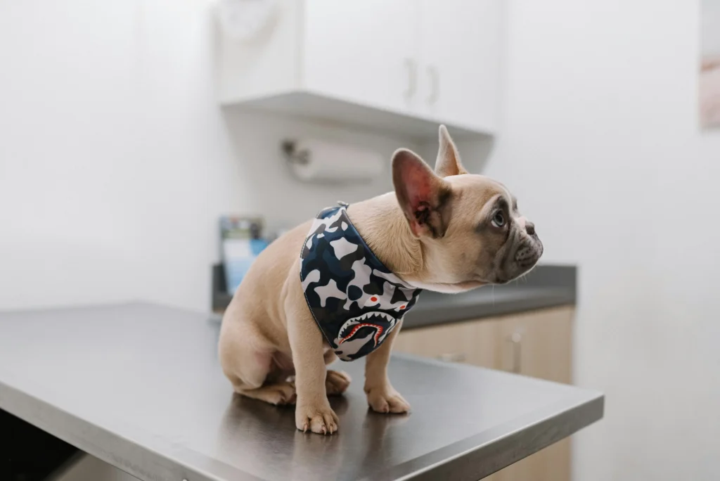 consulting your veterinarian