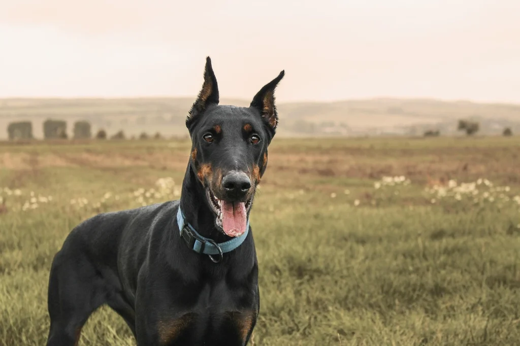 doberman