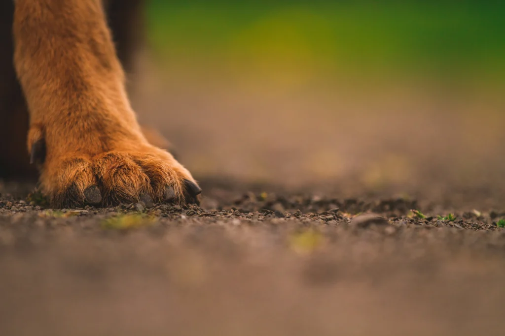 dog cut paw