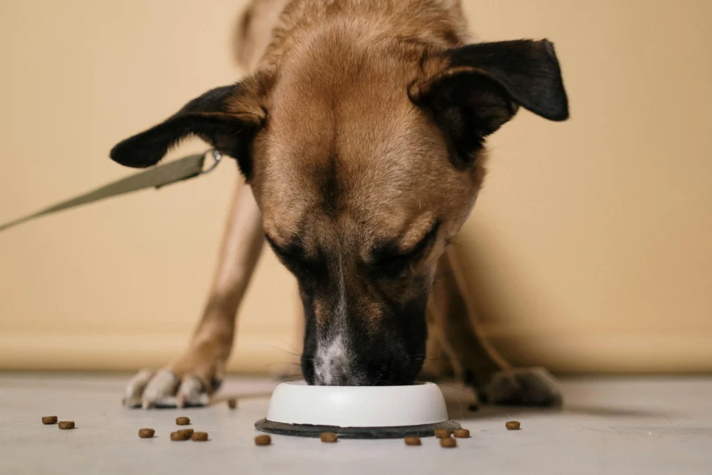 dogs eat sauerkraut
