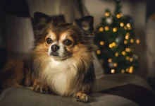 Top 12 Smallest Dog Breeds
