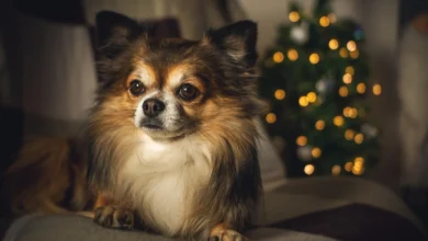 Top 12 Smallest Dog Breeds