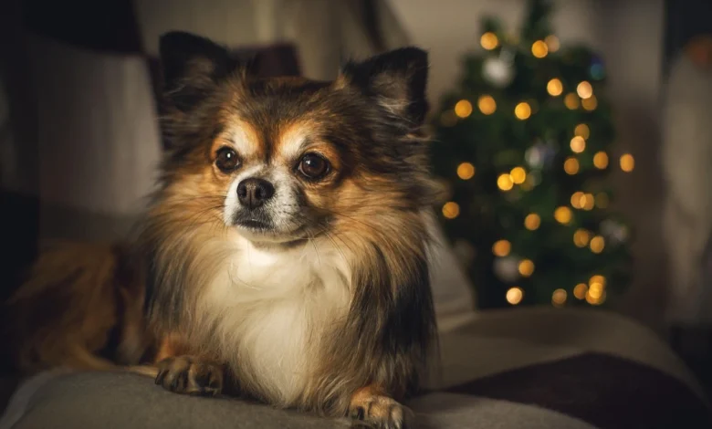 Top 12 Smallest Dog Breeds