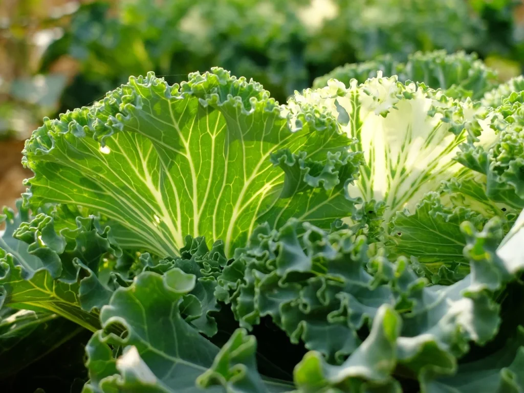 Collard Greens